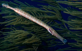 MediaEarth - Bahamas 2017 - DSC02299_rc - Trumpetfish - poisson trompette - Aulostomus maculatus 